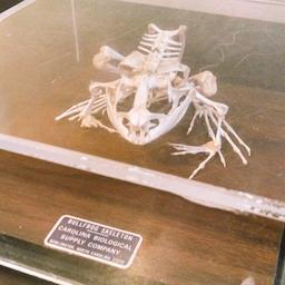 A skeleton of a large bullfrog in a museum display case.